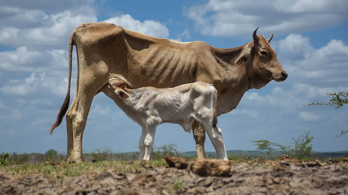 Vacas-Gusano Barrenador